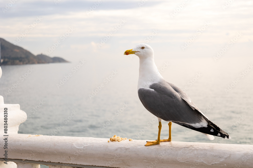 Fototapeta premium Seagull on the Playa de Levante, Benidorm, Spain.