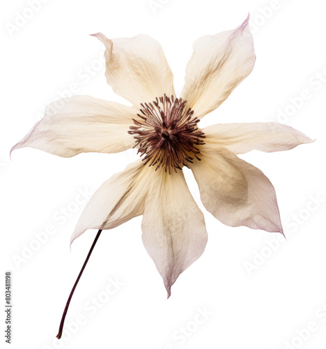 PNG  Dried clematis flower petal plant inflorescence photo