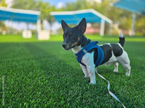 Miniature Jack Russell Terrier Shorty Jack Standing on A Green Lawn photo