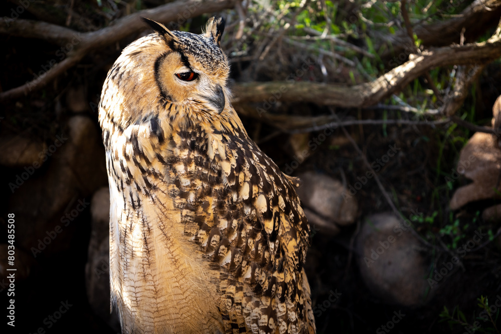 Portrait of Eurasian Eagle-Owl, Bubo bubo, a species of eagle owl. Portrait of Eurasian Eagle-Owl, Bubo bubo, a species of eagle owl.