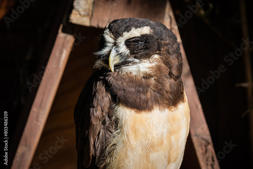 The spectacled owl (Pulsatrix perspicillata). Bird of Prey. photo
