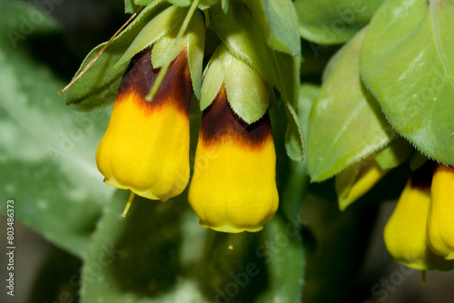 Honeywort (Cerinthe major), Sardinia, Italy, Europe photo