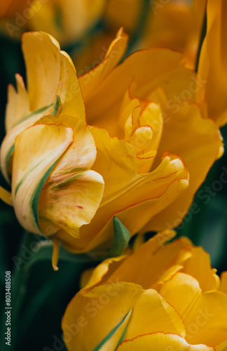 yellow tulip