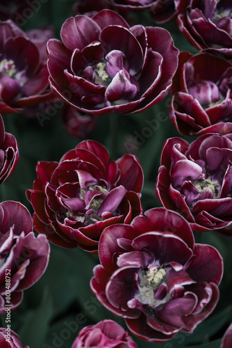 purple and white tulips