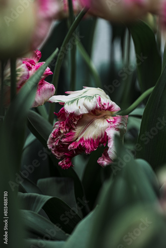 White and purple flower