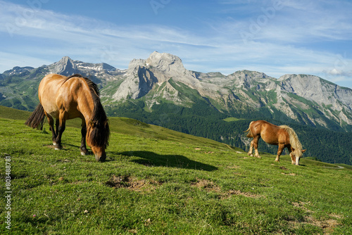 Obraz na płótnie Couple of beautiful horses on pasture in French Pyrenees with mountains on background, nature landscape concept w salonie