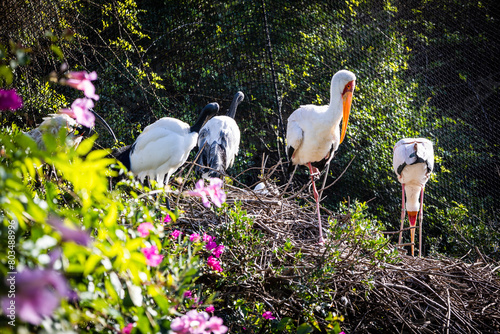 Sacred Ibis. Estepona, Malaga, Spain. November 23 2022. Zoo Selwo Aventura. photo