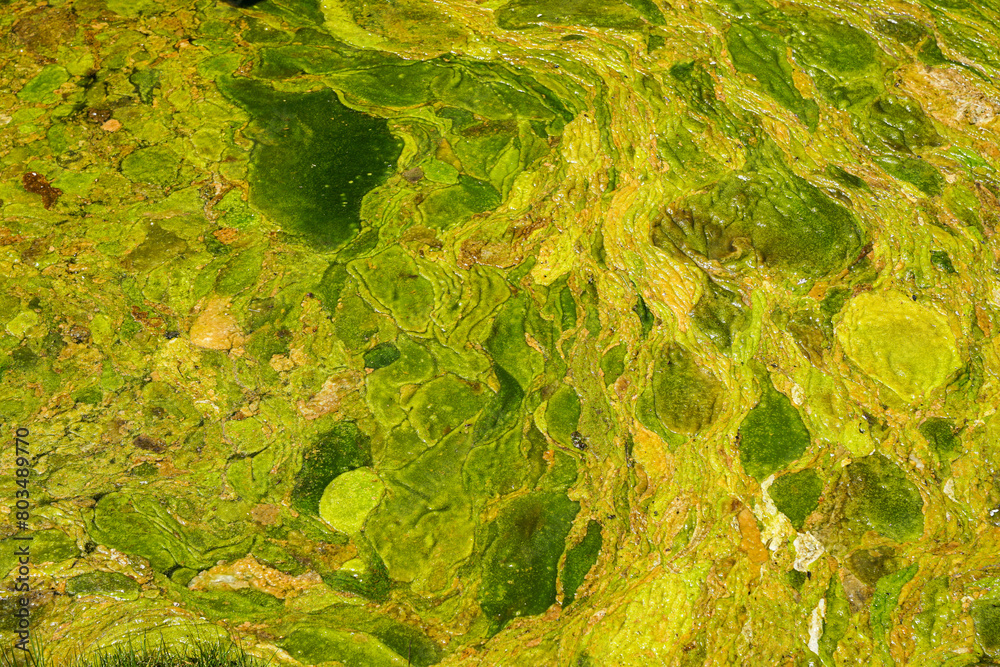 Pond covered with aggressive green algae close-up view, dirty water concept Pond covered with aggressive green algae close-up view, dirty water concept