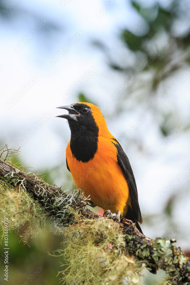 bird watching in the department of nariño colombia during the global big day bird watching in the department of nariño colombia during the global big day