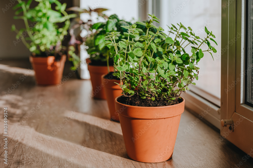 Kitchen herbs in a flower pots on a wooden table near window Kitchen herbs in a flower pots on a wooden table near window