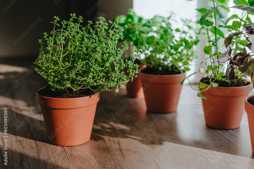 Kitchen herbs in a flower pots on a wooden table near window