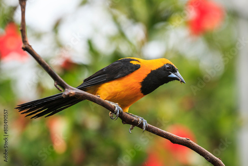 bird watching in the department of nariño colombia during the global big day photo