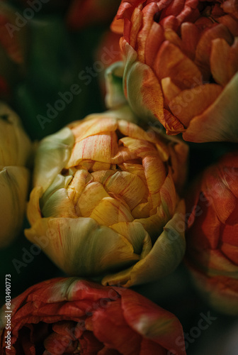 yellow and orange tulip buds