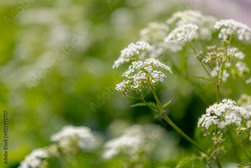 Фотография Selective focus of white flowers Cow Parsley in spring, Anthriscus sylvestris, Wild chervil or keck is a herbaceous biennial or short-lived perennial plant in the family Apiaceae, Natural background