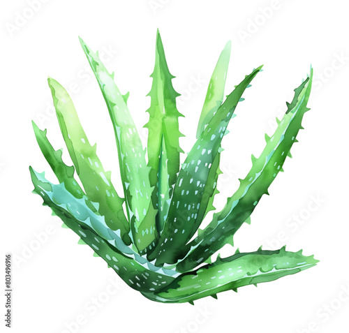 aloe vera watercolor digital painting good quality
