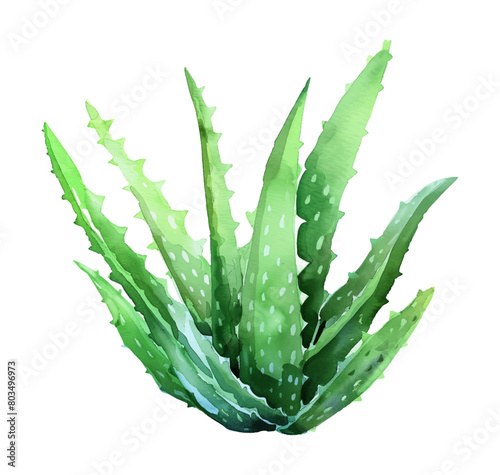 aloe vera watercolor digital painting good quality