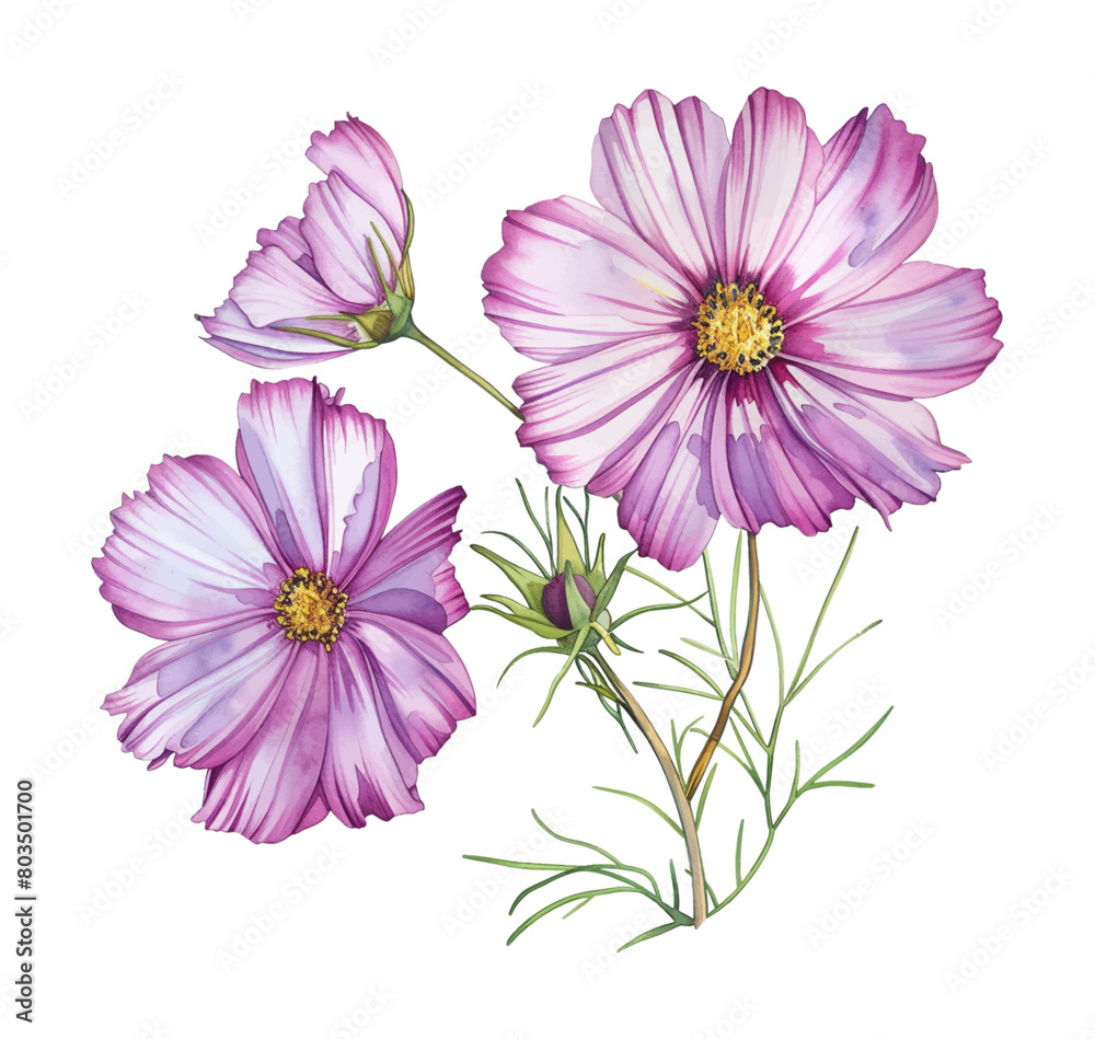 cosmos flower watercolor digital painting good quality