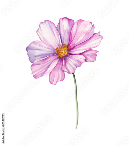cosmos flower watercolor digital painting good quality
