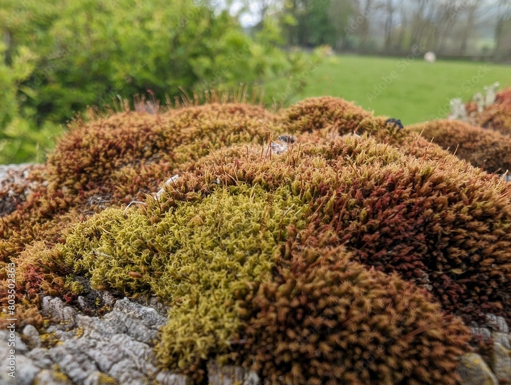 Mosses growing on an old wall Mosses growing on an old wall