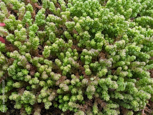 Closeup of Biting Stonecrop (Sedum acre)