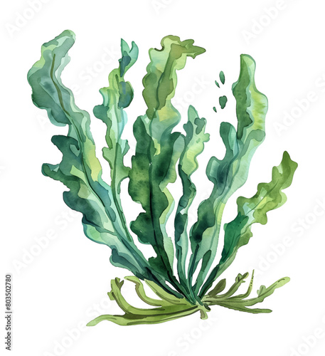 sea kelp watercolor digital painting good quality
