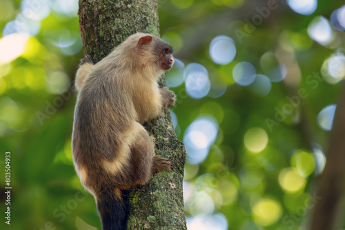 The black-tailed marmoset also knows as Sagui-do Cerrado hang from a tree trunk. Species Mico melanurus. Animal world. Monkey from South America.