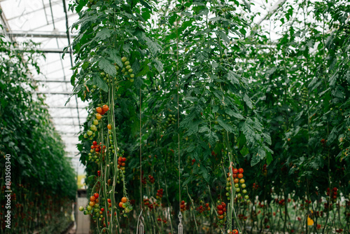 greenhouse with tomatoes