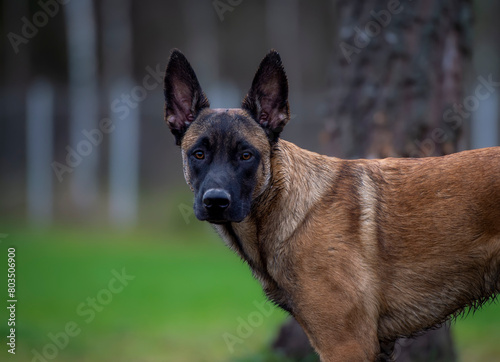 Portrait of young belgian shepherd malinois dog