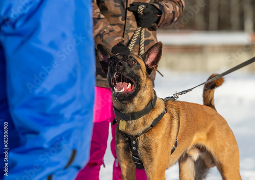Belgian shepherd malinois Dog training on a snowy winter day in the park with a trainer