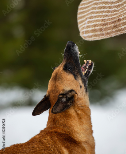 Belgian shepherd malinois dog portrait in winter. Selective focus on the dog