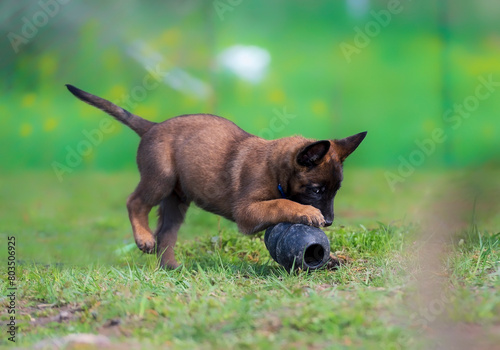 Young belgian shepherd puppy playing with a toy in the park