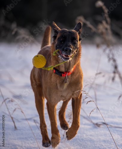 Belgian shepherd malinois dog running in the snow with a ball