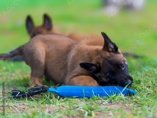 Young belgian shepherd puppy playing with a blue toy on the grass