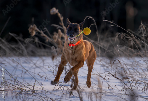 Belgian shepherd malinois dog running with a toy ball in the winter forest.