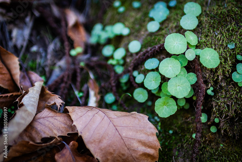 Closeup of lichens and small plants on the moss ground.