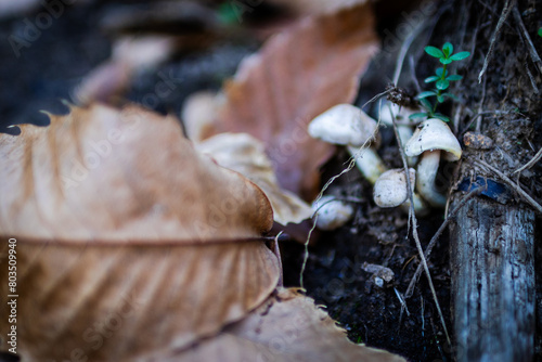 Closeup of white mushrooms on the moss ground.