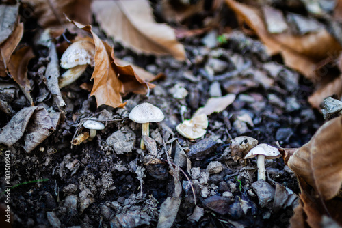 Closeup of white mushrooms on the moss ground.