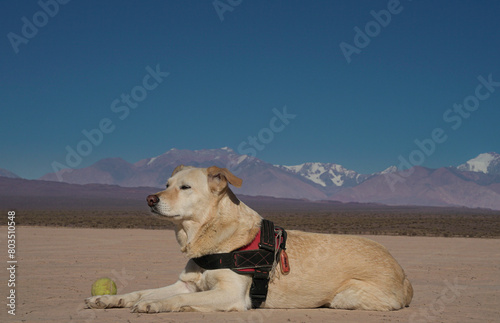 dog posing in the desert with mountains
