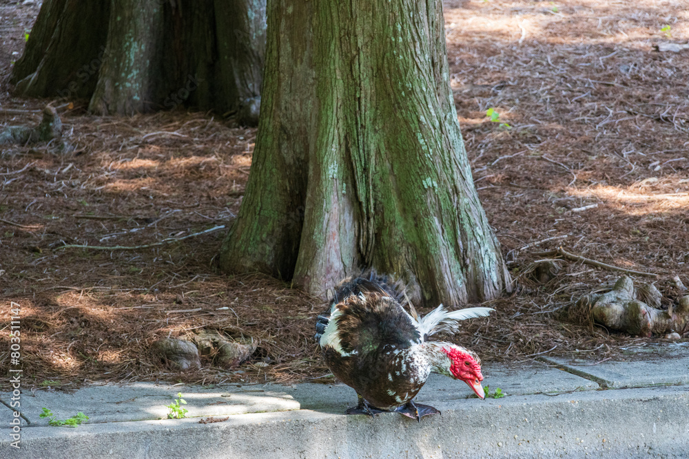 a black and red muscovy duck standing on the edge of the lake at Louis Armstrong Park in New Orleans Louisiana USA a black and red muscovy duck standing on the edge of the lake at Louis Armstrong Park in New Orleans Louisiana USA