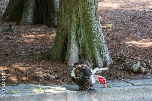 a black and red muscovy duck standing on the edge of the lake at Louis Armstrong Park in New Orleans Louisiana USA photo