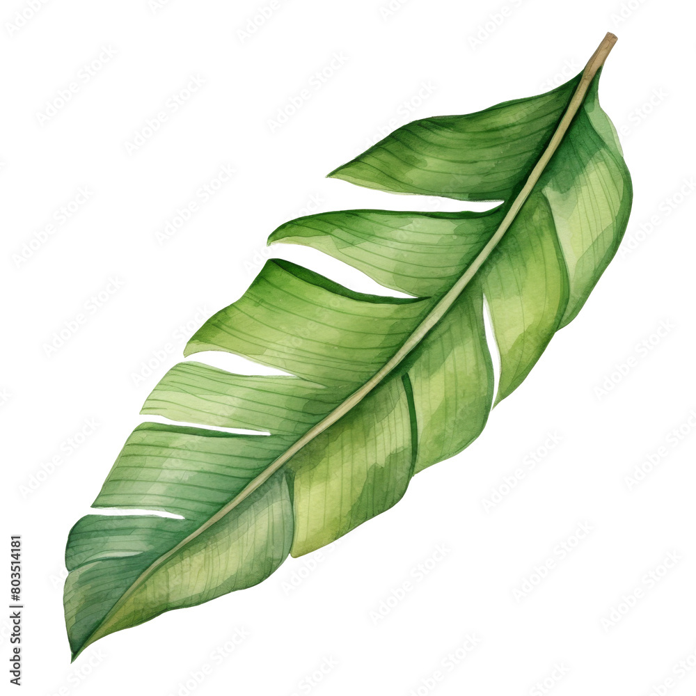 Fototapeta premium Banana Leaf Isolated Detailed Watercolor Hand Drawn Painting Illustration