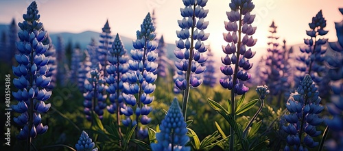 Canvastavla Field of blue flowers with sun in background