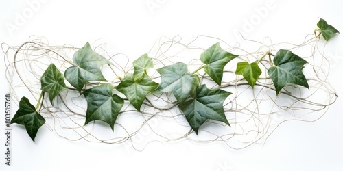 Green vine with leaves on white background