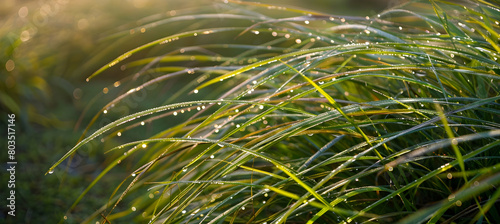 Close-up of dew-kissed moor grass under early morning sunlight, showcasing the intricate details and vibrant greens