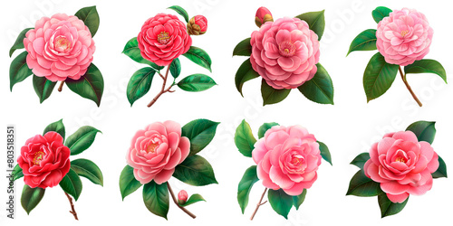 Collection of Camellia isolated on transparent png background. Generative ai