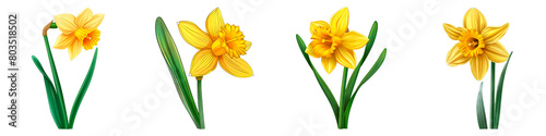 Collection of Daffodil isolated on transparent png background. Generative ai