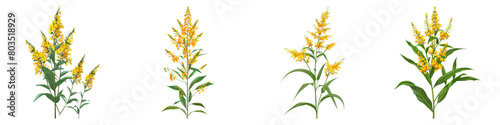 Collection of Goldenrod isolated on transparent png background. Generative ai