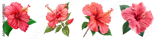 Collection of Hibiscus isolated on transparent png background. Generative ai