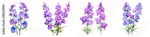 Collection of Larkspur isolated on transparent png background. Generative ai