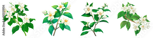Collection of Jasmine isolated on transparent png background. Generative ai